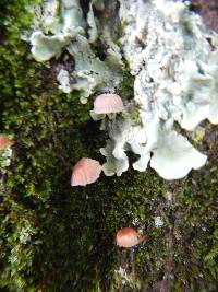 Mycena corticola image