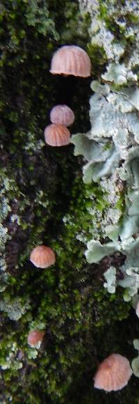 Mycena corticola image