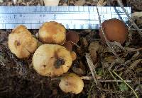 Agrocybe praecox image