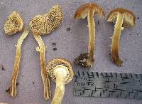 Agrocybe praecox image