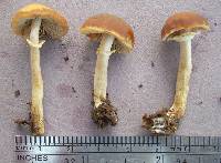 Agrocybe praecox image