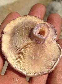 Image of Lactarius californiensis