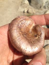 Lactarius californiensis image