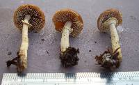 Agrocybe praecox image