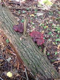 Ganoderma tsugae image