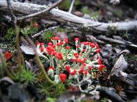 Cladonia cristatella image