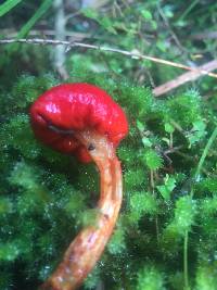 Leratiomyces erythrocephalus image