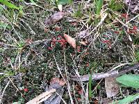 Cladonia cristatella image