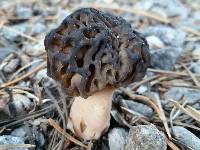 Morchella snyderi image