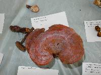 Ganoderma lucidum image