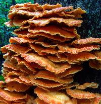 Laetiporus sulphureus image