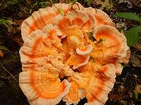 Laetiporus sulphureus image