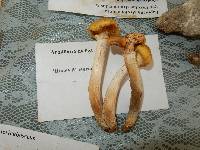 Armillaria mellea image