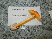 Amanita jacksonii image