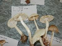 Amanita bisporigera image