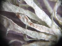 Ramalina subleptocarpha image