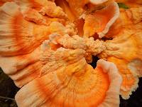 Laetiporus sulphureus image