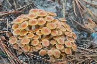 Armillaria tabescens image