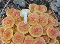 Armillaria tabescens image