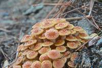 Armillaria tabescens image