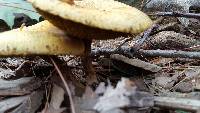 Suillus americanus image