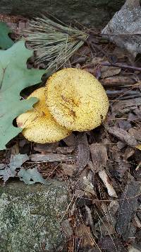 Suillus americanus image