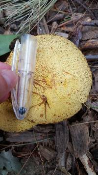 Suillus americanus image