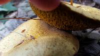 Suillus americanus image