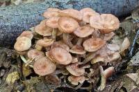 Armillaria tabescens image