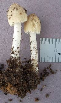 Coprinellus micaceus image