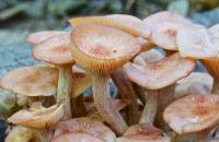 Armillaria tabescens image