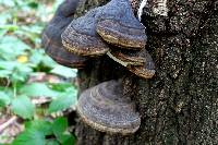 Fomes fomentarius image