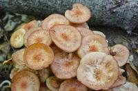 Armillaria tabescens image