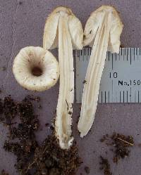 Coprinellus micaceus image