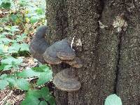 Fomes fomentarius image