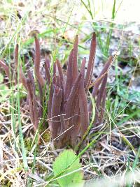 Alloclavaria purpurea image