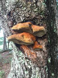 Fomes fomentarius image