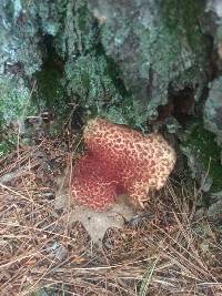 Suillus pictus image