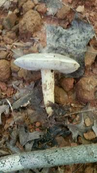 Boletus pallidus image