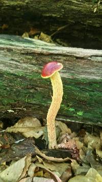 Heimioporus betula image