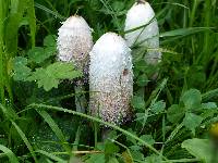 Coprinus comatus image