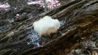 Hericium erinaceus image