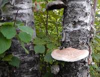 Piptoporus betulinus image