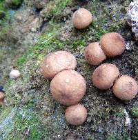 Lycoperdon pyriforme image