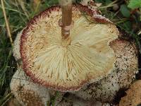 Leucoagaricus americanus image