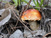 Amanita muscaria image