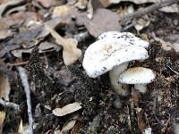 Russula brevipes image