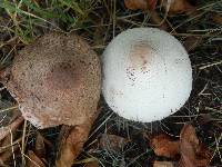 Leucoagaricus americanus image