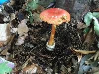 Amanita jacksonii image