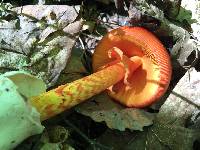 Amanita jacksonii image